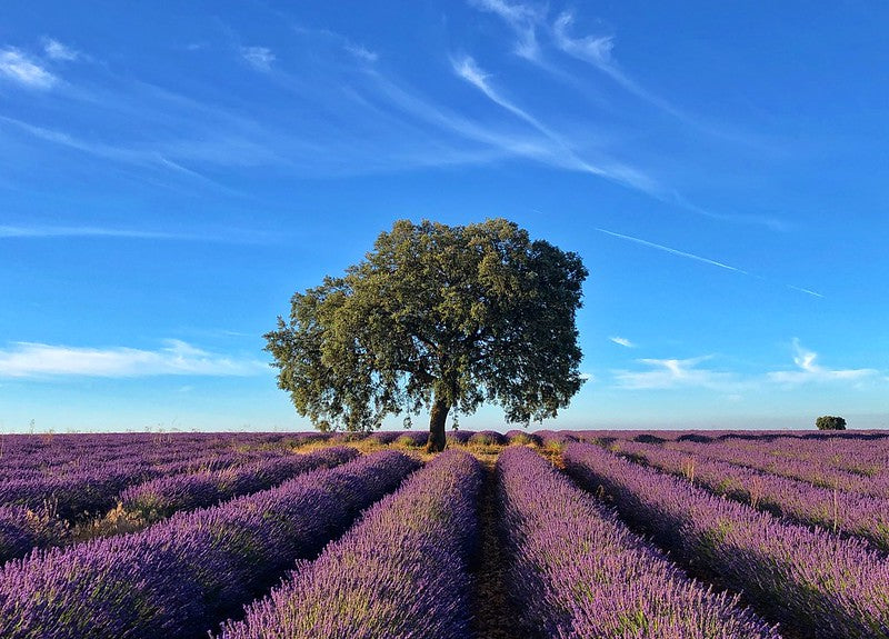 Experiencia "La Alquimia de la Lavanda"